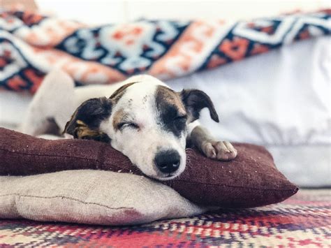 Why your dog shouldn't sleep in your room?