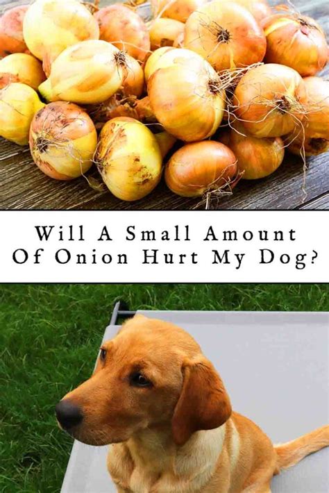 Will 1 gram of onion hurt my dog?