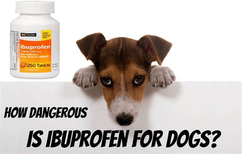 Will 1 ibuprofen hurt my dog?