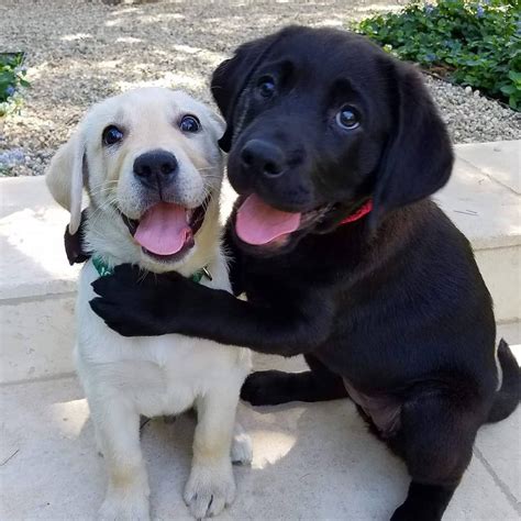 Will 2 male Labradors get along?