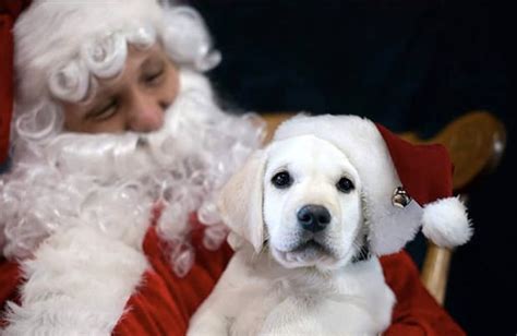 Will Santa give you a puppy?