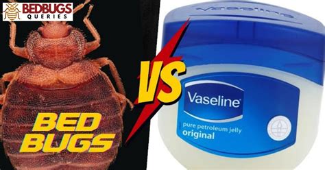 Will Vaseline stop bed bugs?