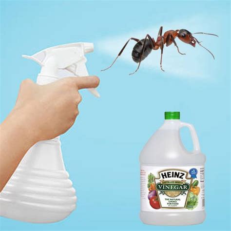 Will a bowl of vinegar keep ants away?