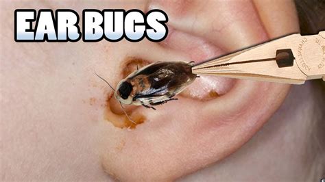 Will a bug eventually come out of your ear?