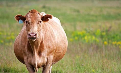 Will a bull still mount a pregnant cow?