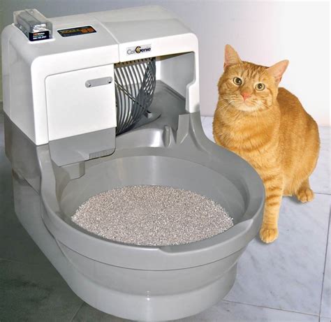 Will a cat automatically use a litter box?