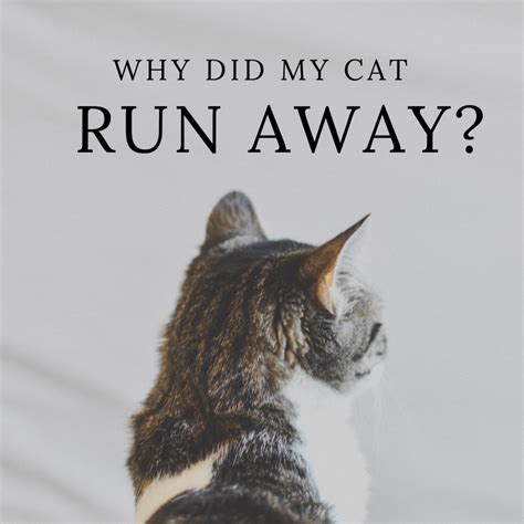 Will a cat come back if it ran away?