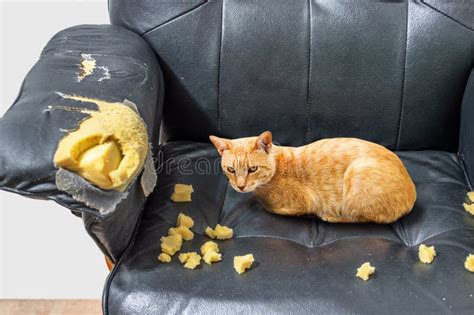 Will a cat destroy my furniture?