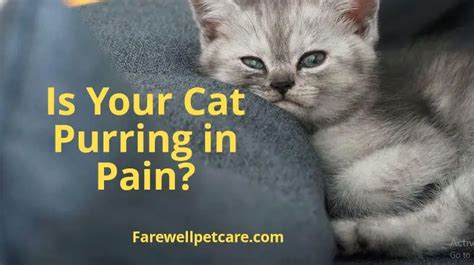 Will a cat purr if in pain?