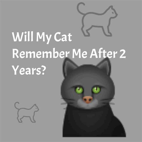 Will a cat remember you after 2 years?