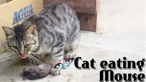 Will a cat swallow a mouse whole?
