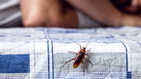 Will a cockroach bite me in my sleep?