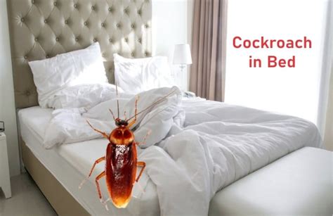 Will a cockroach climb in my bed?