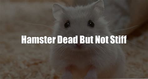 Will a dead hamster be stiff?