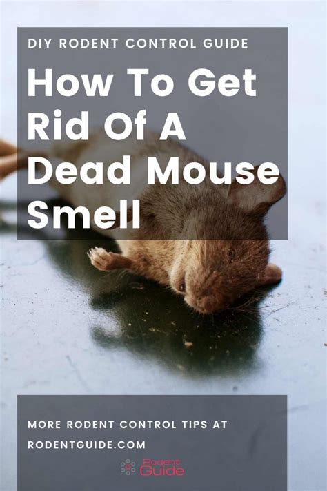 Will a dead mouse smell eventually go away?