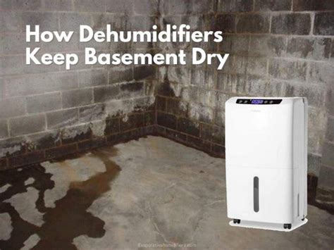 Will a dehumidifier help a damp basement?