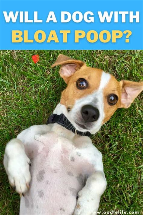 Will a dog poop with bloat?