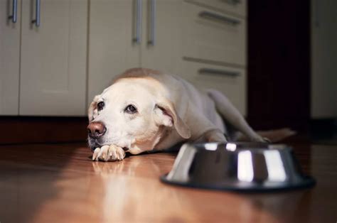 Will a dog with bloat drink water?