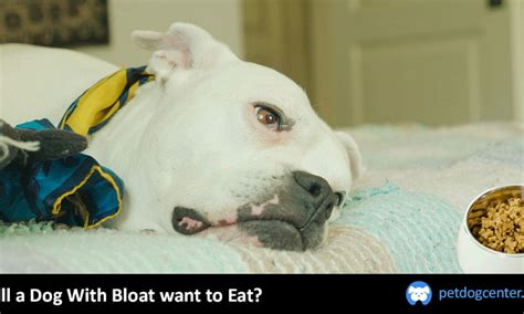 Will a dog with bloat still want to eat?