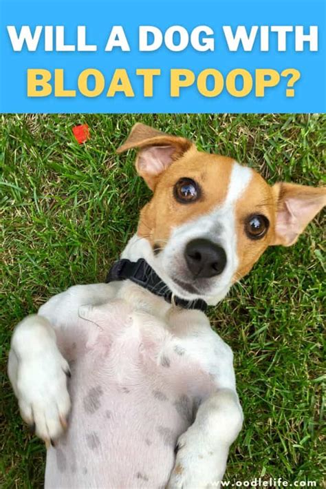 Will a dog with bloat try to poop?