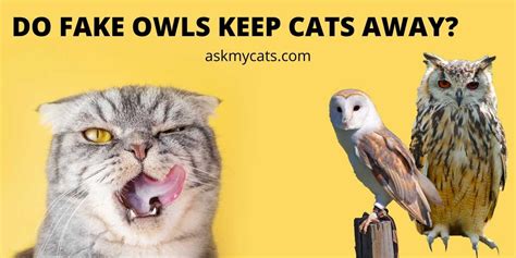 Will a fake owl keep cats away?