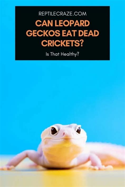 Will a gecko eat dead crickets?