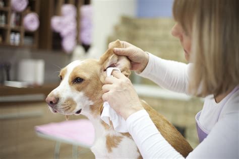 Will a groomer clean my dog's ears?