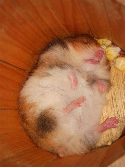 Will a hamster fall asleep on you?