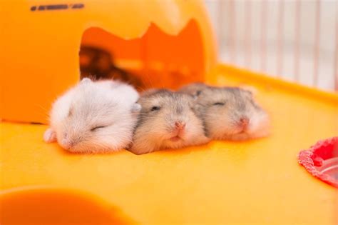 Will a hamster sleep on you?