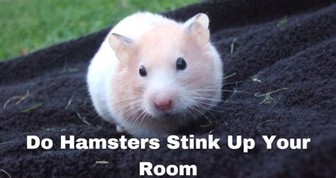 Will a hamster stink up my room?