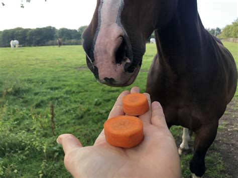 Will a horse stop eating when full?
