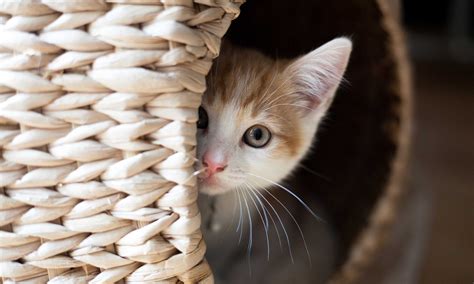 Will a kitten stress out an older cat?