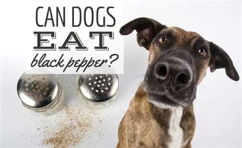 Will a little pepper hurt a dog?