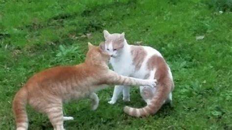 Will a male cat fight a female cat?