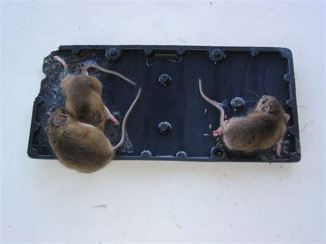 Will a mouse fall for a glue trap twice?
