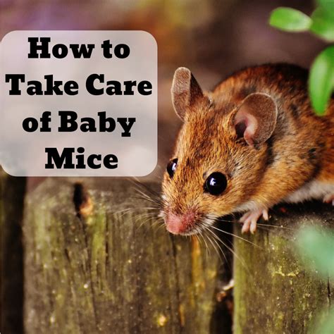 Will a mouse leave its babies?