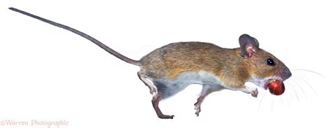 Will a pet mouse run away?