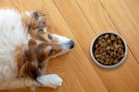Will a picky dog eventually eat?