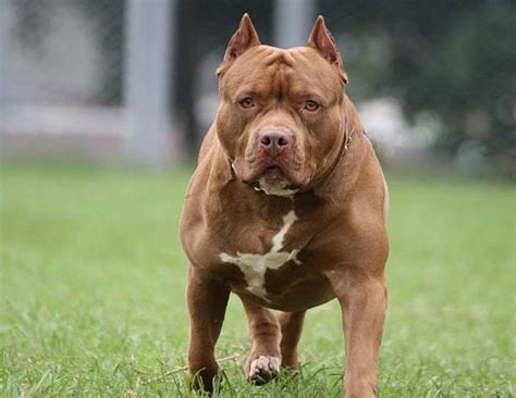 Will a pitbull protect you?