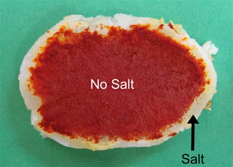 Will a potato absorb salt?