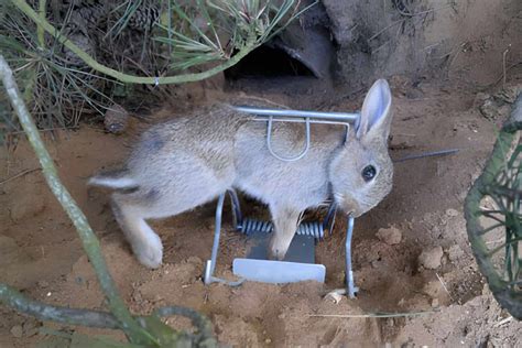 Will a rabbit go in a live trap?
