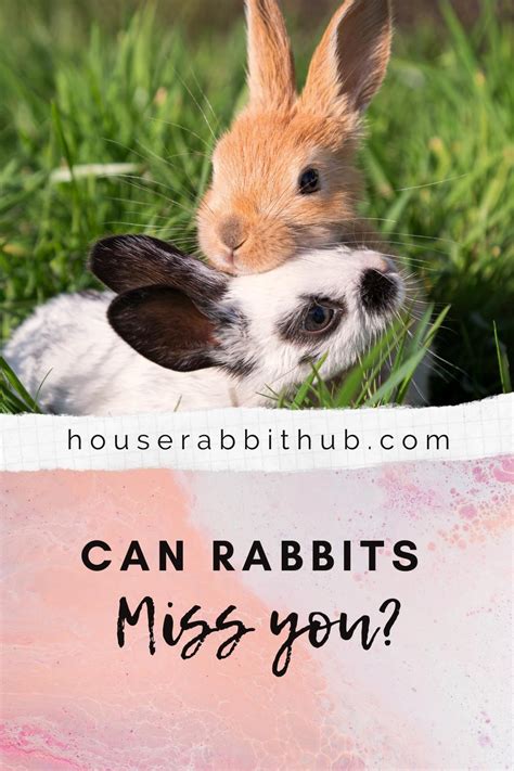 Will a rabbit miss you?