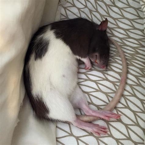 Will a rat bother a sleeping human?