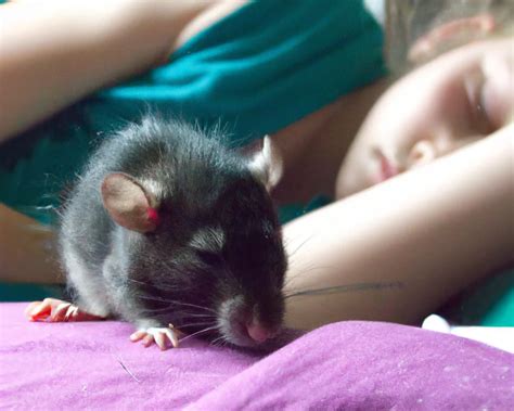 Will a rat go near a sleeping human?