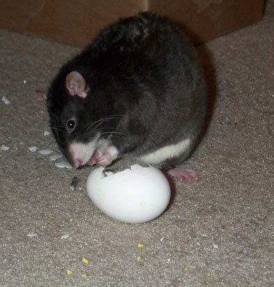 Will a rat take an egg?