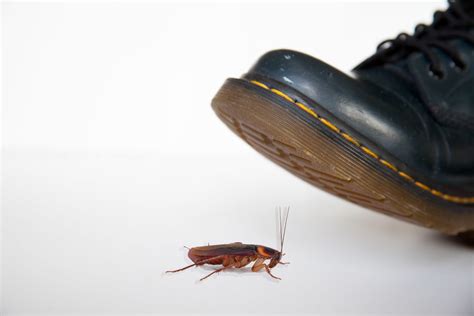 Will a shoe kill a cockroach?