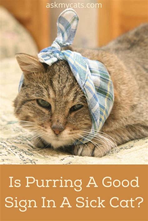 Will a sick cat still purr?