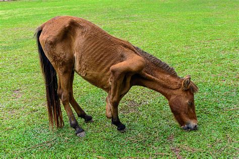 Will a sick horse eat?