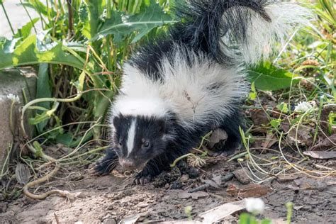 Will a skunk chase you?