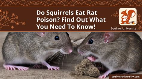 Will a squirrel eat a rat?